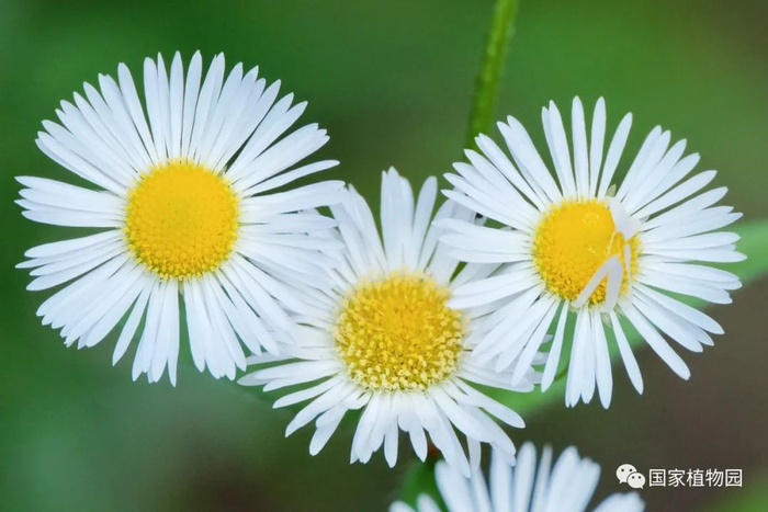 △一年蓬-既有管状花又有舌状花