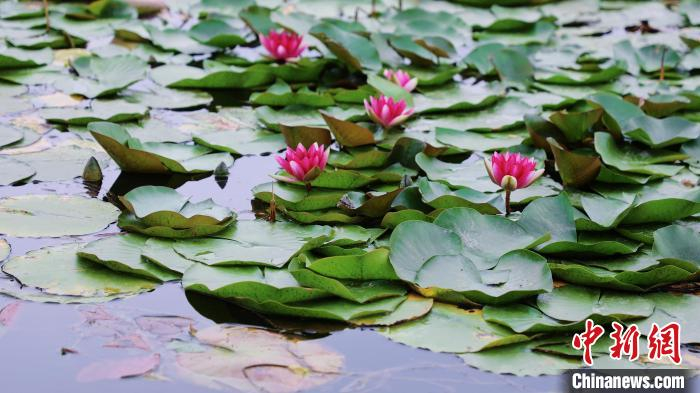 图为今夏的国家植物园北园。　北京市公园管理中心供图