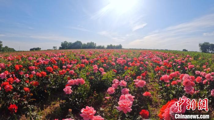 盛开的月季花。　陈达 摄