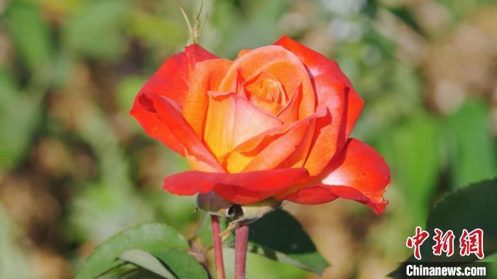 盛开的月季花。　陈达 摄