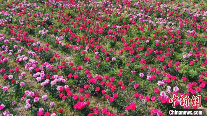 盛开的月季花。　陈达 摄