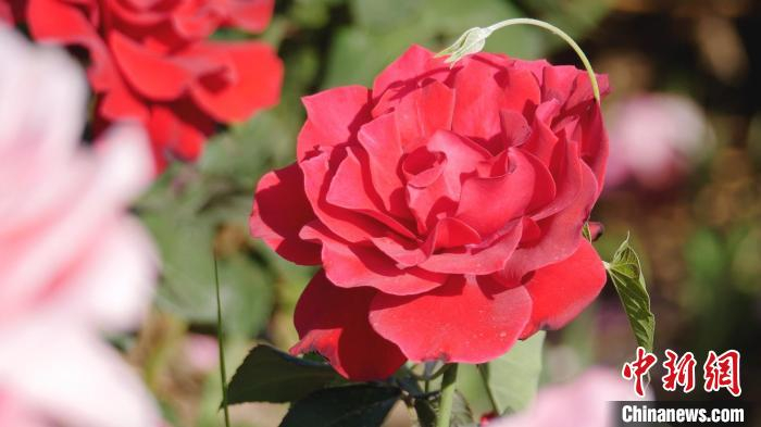 盛开的月季花。　陈达 摄