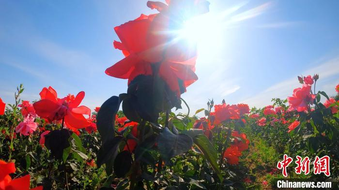 盛开的月季花。　陈达 摄