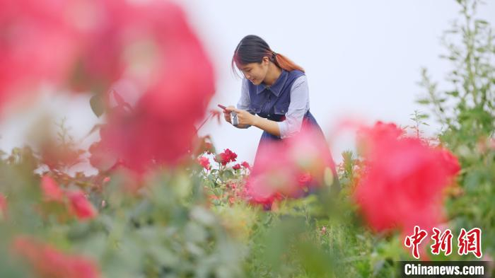 游客在花海中拍照。　陈达 摄