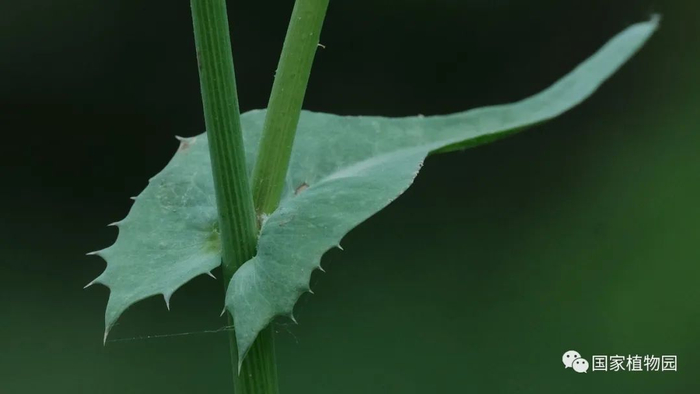 △苦苣菜-茎生叶