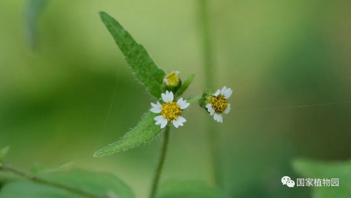 △粗毛牛膝菊-花序