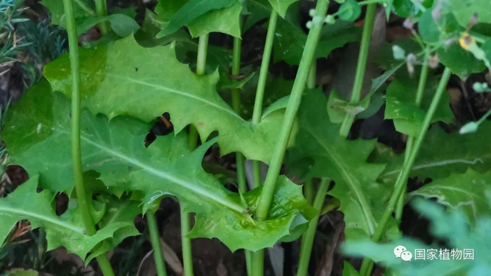 △尖裂假还阳参-基生叶