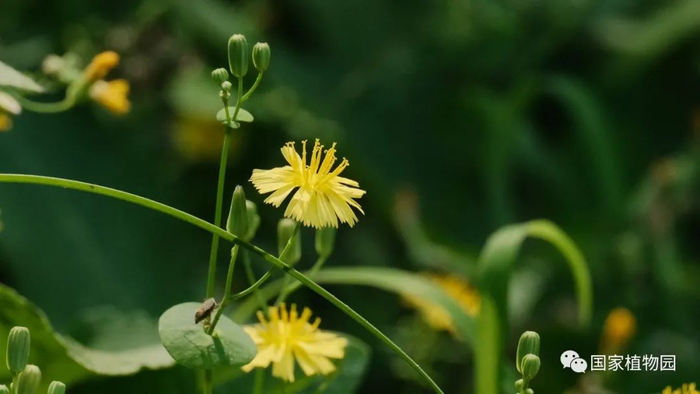 △尖裂假还阳参-花序