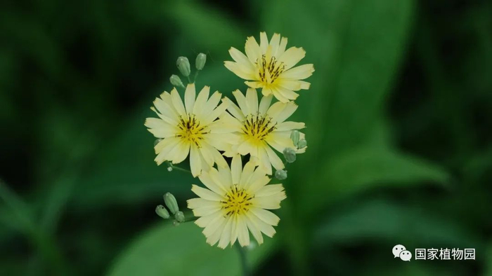 △中华苦荬菜-花序