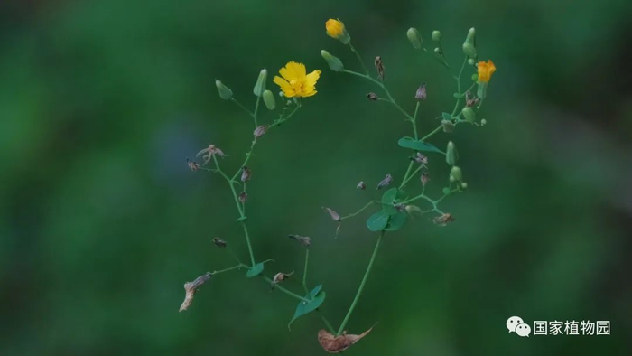 △尖裂假还阳参-茎生叶