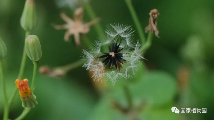 △尖裂假还阳参-果实