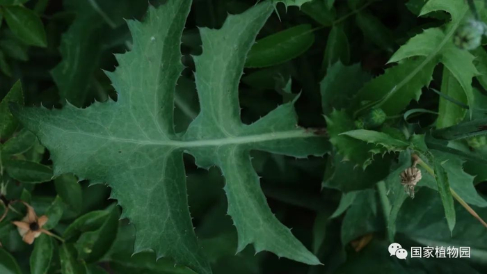 △苦苣菜-基生叶