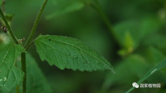 △粗毛牛膝菊-叶子
