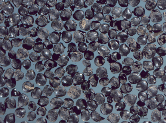 黑龙江凤林古城出土的农作物黍种子