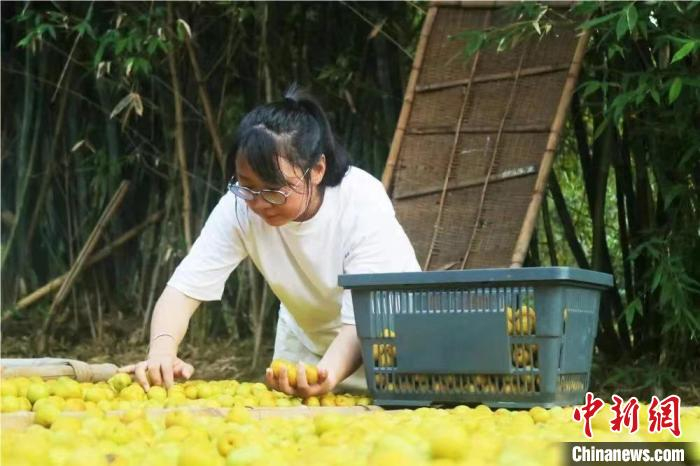 梅、李是永泰特有农产品，林露露带领村民用文创手法研发乡村游伴手礼。　受访者供图