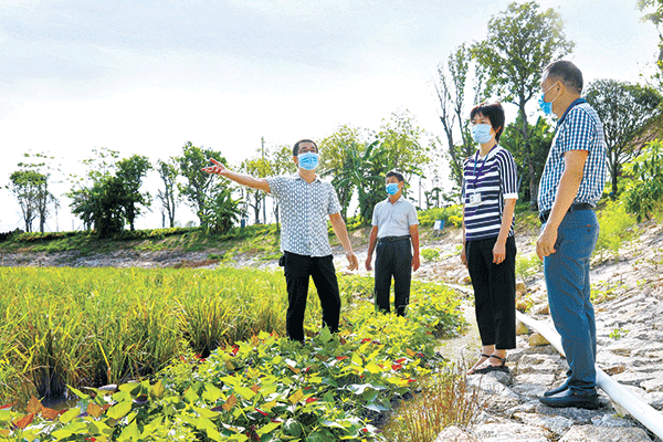 福建省诏安县纪委监委“室组”联动工作组，深入南湖现场了解违规占用耕地问题整改情况。吴楠 摄