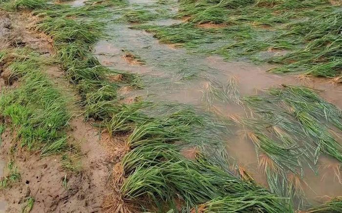 江西乐平市众埠镇，被洪水浸泡的稻田。受访者供图
