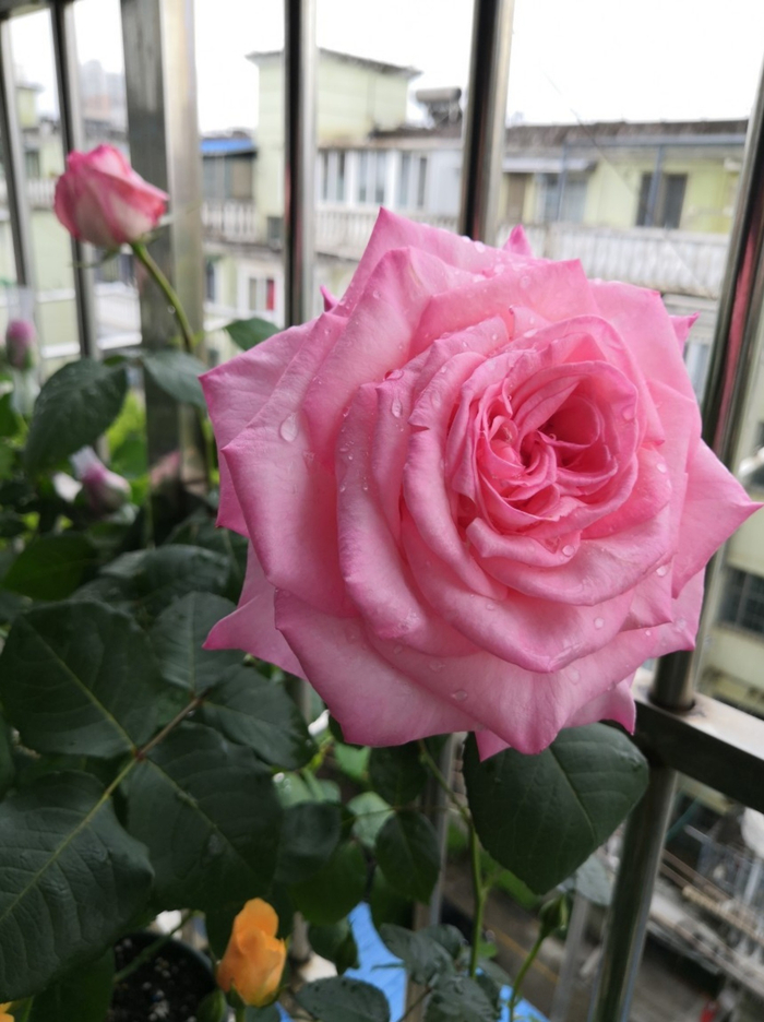 月季花界的“贵族”—粉荔枝，花美香浓，多季花开，你值得拥有|花盆|品种|养护|花枝_新浪新闻