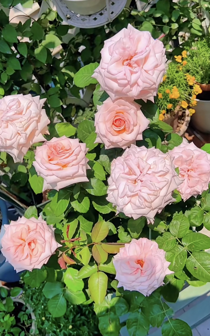 月季花界的“贵族”—粉荔枝，花美香浓，多季花开，你值得拥有|花盆|品种|养护|花枝_新浪新闻