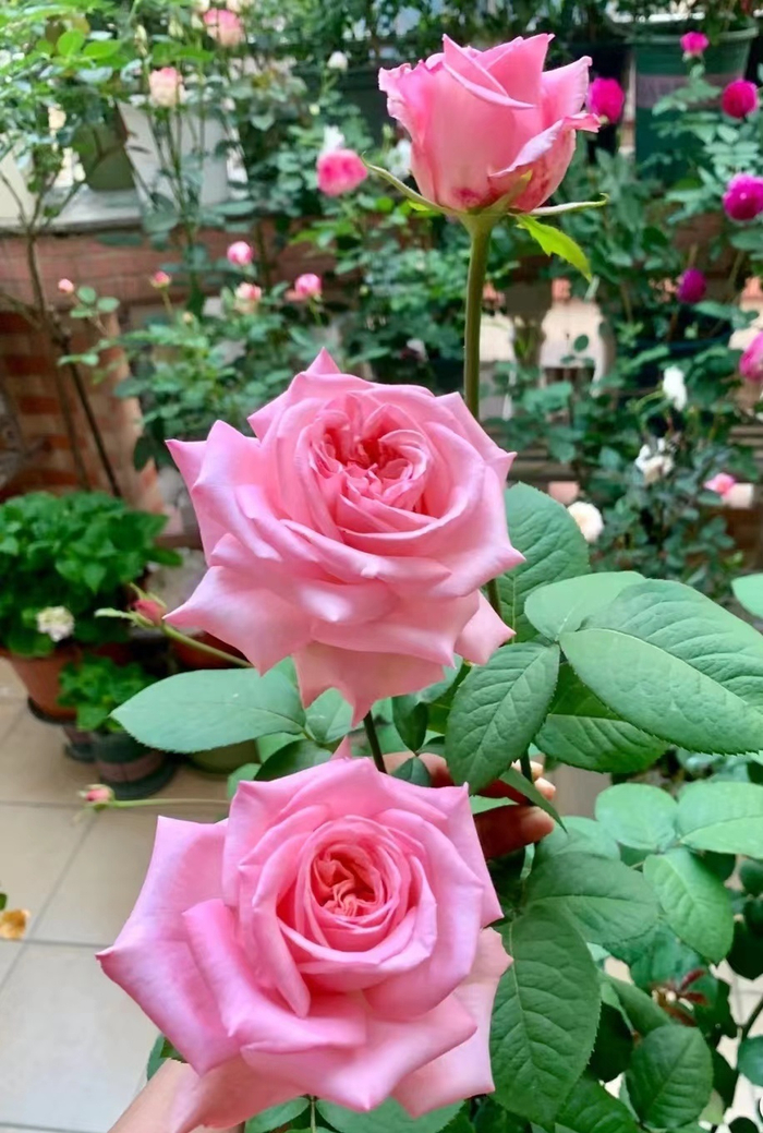 月季花界的“贵族”—粉荔枝，花美香浓，多季花开，你值得拥有|花盆|品种|养护|花枝_新浪新闻
