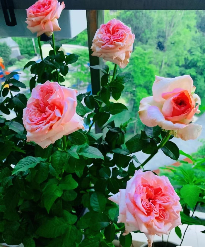 月季花界的“贵族”—粉荔枝，花美香浓，多季花开，你值得拥有|花盆|品种|养护|花枝_新浪新闻