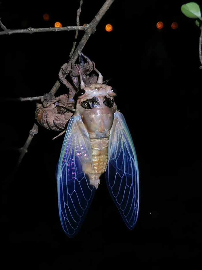 羽化后的黑蚱蝉