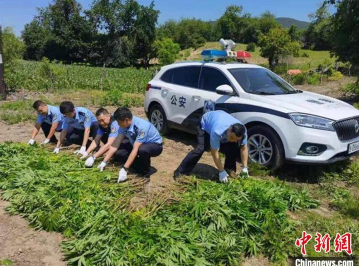 资料图：民警正在清除野生大麻原植物幼苗