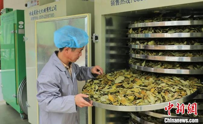 李照铁查看茶叶萎凋情况。　福鼎市融媒体中心 供图