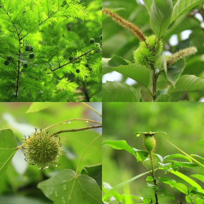 水杉、栗、枫香树、金樱子