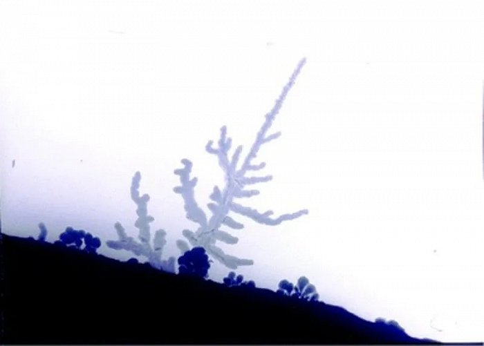 电子显微镜下的锂枝晶