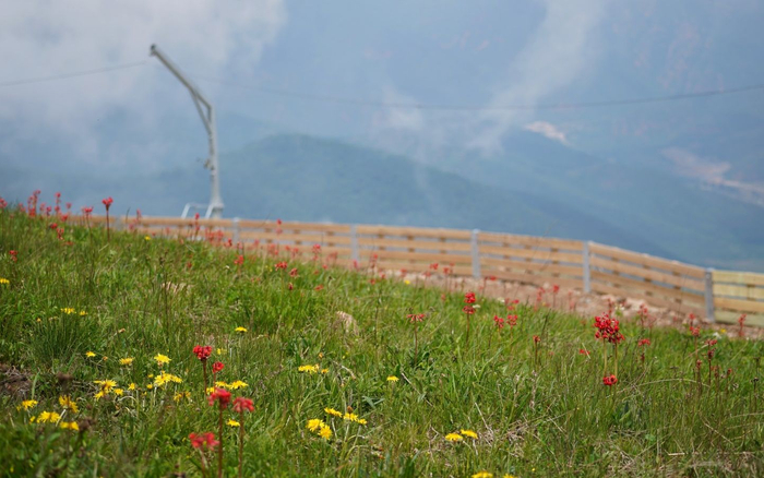 北京冬奥会延庆赛区，花草树木生长茂盛。新京报记者 王贵彬 摄