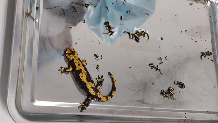 北京邮局海关截获的活体火蝾螈