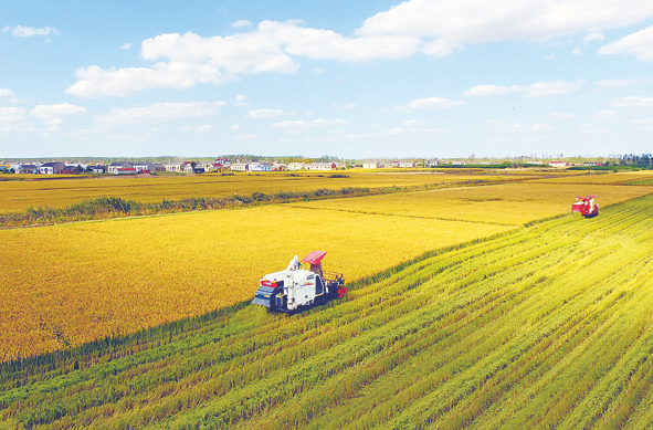 在江苏省盐城市大丰区新丰镇老墩村，收割机在稻田里收获水稻（2018年10月18日摄）。新华社发