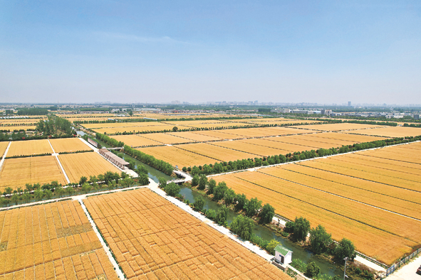 盐城市盐都区楼王镇，高标准农田建设核心区。（受访者供图 2022年5月27日摄）