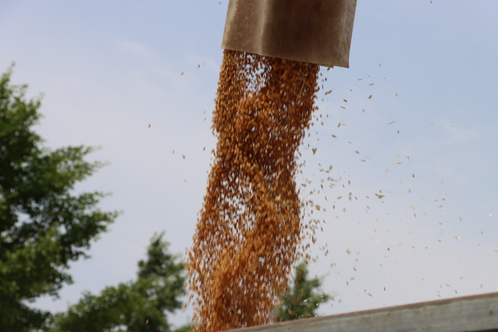 2022年6月10日，盐城市亭湖区黄尖镇，农用运粮车装载新收获的小麦，麦粒倾泻而下。新华每日电讯记者 赵久龙 摄