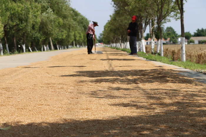 2022年6月8日，盐城市亭湖区黄尖镇，农民利用晴好天气晒粮。新华每日电讯记者 赵久龙 摄