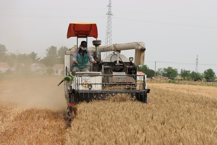 2022年6月10日，盐城市亭湖区黄尖镇，收割机在麦田作业。新华每日电讯记者 赵久龙 摄