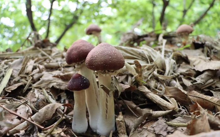 延庆区大庄科乡董家沟村的赤松茸陆续成熟。陈争 摄