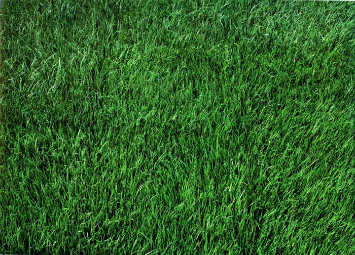 草地，1998。托马斯·德曼作品