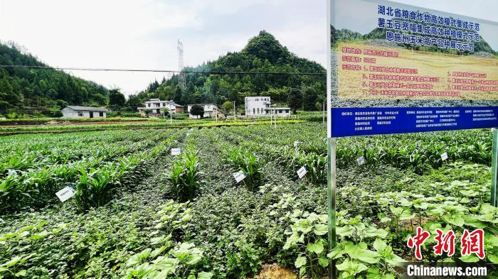 恩施的“薯玉豆”复合种植模式试验示范基地 董晓斌 摄