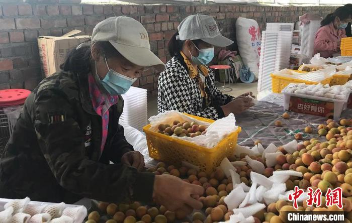 分拣、包装。　新疆兵团第一师阿拉尔市融媒体中心供图