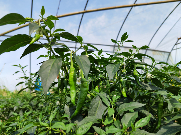 挂满果实的樟树港辣椒树。&nbsp; 以下图片除标注外，均为澎湃新闻记者 谭君 摄&nbsp;