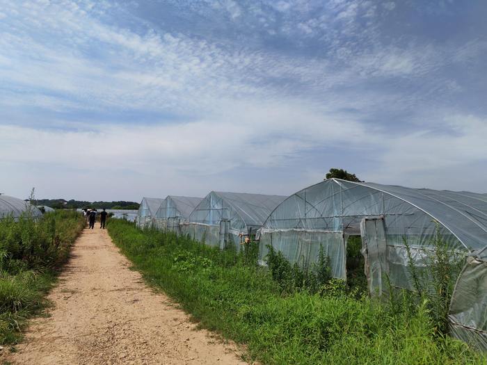 樟树镇上的辣椒大棚