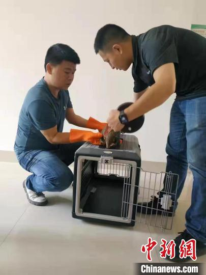 福建龙岩相关部门救助一只中华穿山甲。　杨国鑫供图