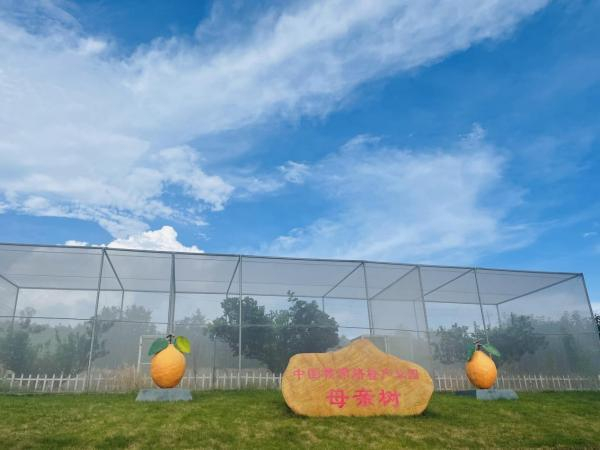 以脐橙文化为内涵的赣南脐橙母亲树溯根园 燕燕飞摄