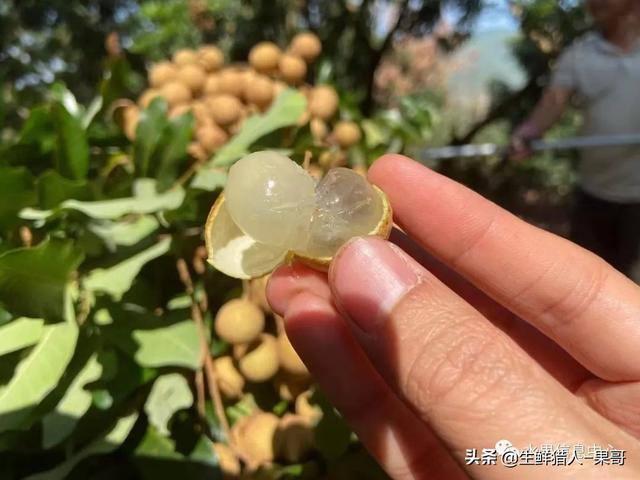 歌手陈艾玲提起芝麻龙眼小s哭了康熙来了是哪一年哪一期