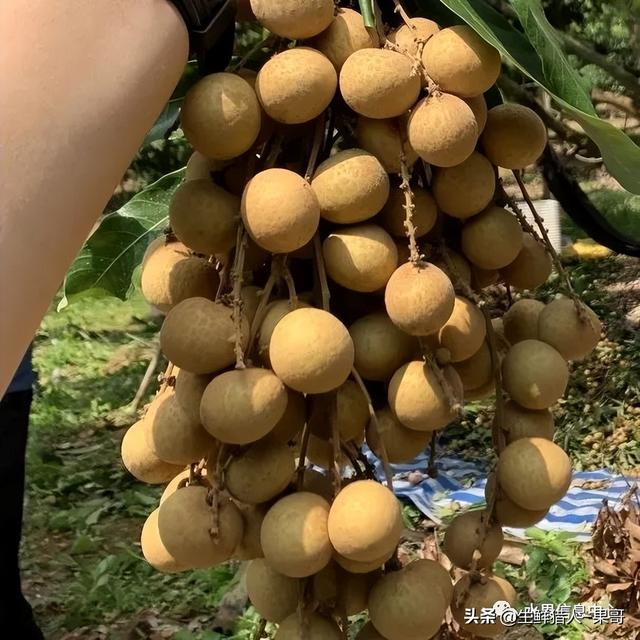 芝麻龙眼组合故事 陈艾玲林育如音乐生涯