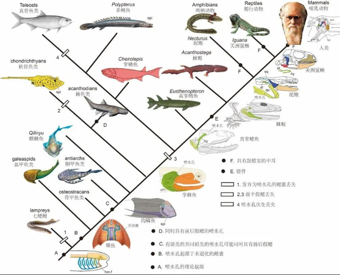科学家首证:人类中耳由鱼鳃演变而来,浙江、云南的化石立功
