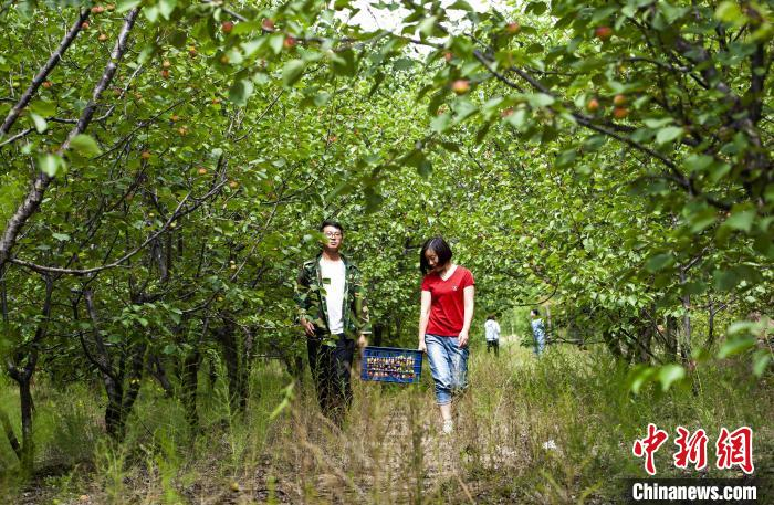 游客徜徉在红梅杏林中。　刘喜臣 摄