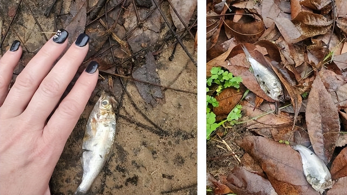 旧金山下起了鱼雨,鳀鱼从天而降散落各处,这种异象为何会发生?__财经头条